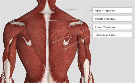 Thoracic Spine Muscle Anatomy
