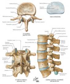 Lumbar Vertebrae Physiopedia