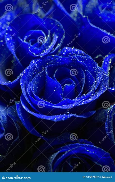 Beautiful Blue Roses Royalty Free Stock Photography Image 31597057