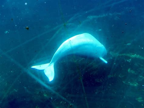 Beluga Whale Zoochat