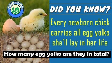 How Many Eggs Will A Chicken Lay In Its Life Time When Do Hens Stop Laying Youtube