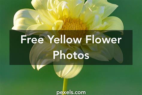Free Stock Photos Of Yellow Flower · Pexels