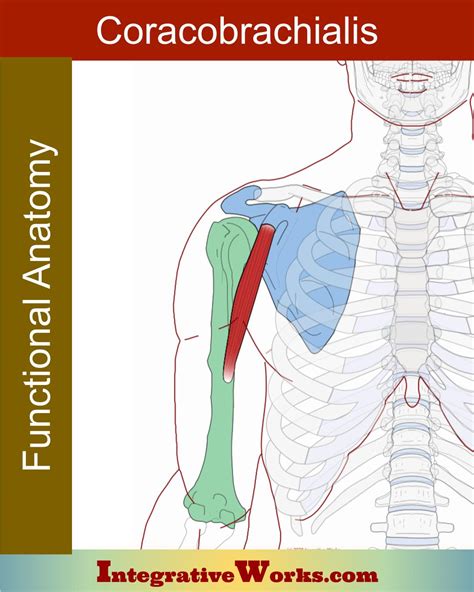 Coracobrachialis Functional Anatomy Integrative Works