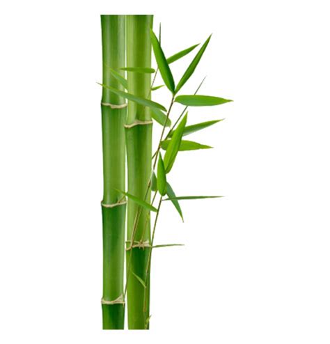 Bamboo 2 Clip Art At Clker Com Vector Clip Art Online