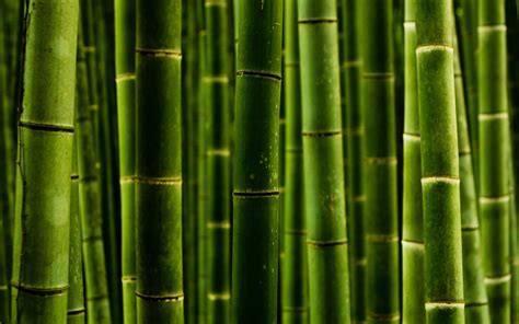 Download Nature Bamboo Wallpaper 2560x1600 Wallpoper 370122
