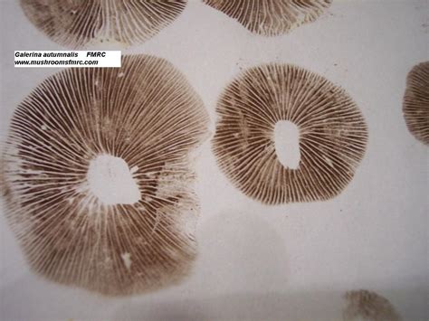 Enlarged Galerina Autumnalis Mushroom Spore Prints Showing Their Rust