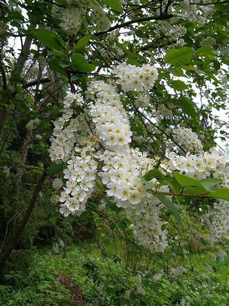 Tree With Small White Flowers That Smell Bad Dip History Photographic