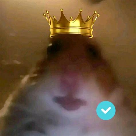 View 23 Hamster Cult Meme Pfp Bkiconwasuct