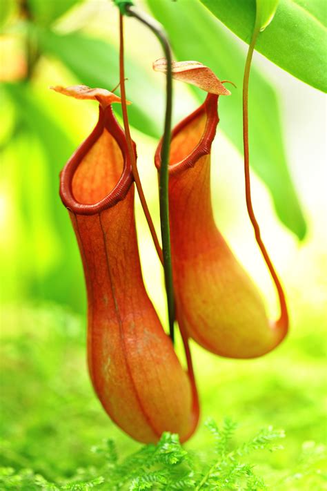 Carnivorous Plants In India The Royale