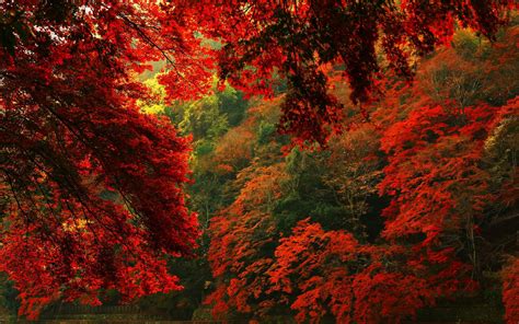 Red Autumn Forest Hd Hd Desktop Wallpaper Widescreen
