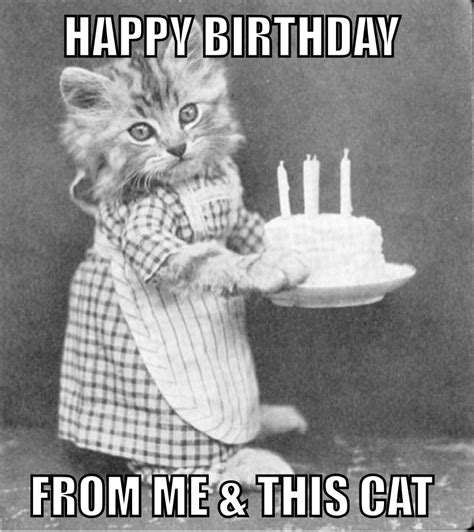 58 Funny Happy Birthday Meme With Cats