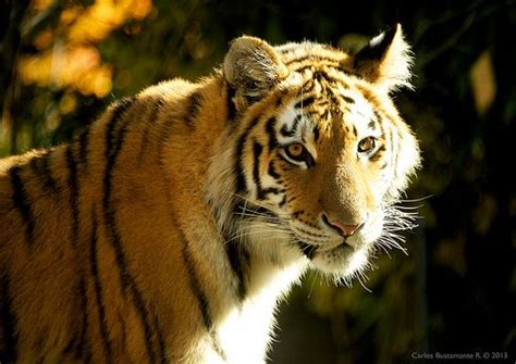 The Bengal Tiger Symbol Of India Tiger Bengal Bengal Tiger