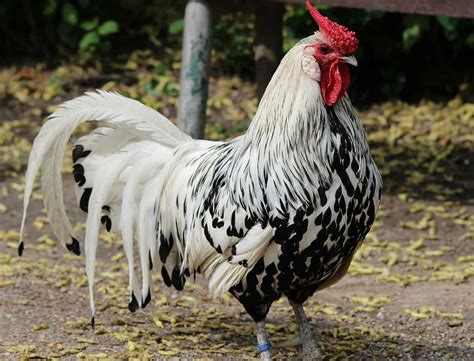 Top Best And Most Productive Egg Laying Chicken Breeds