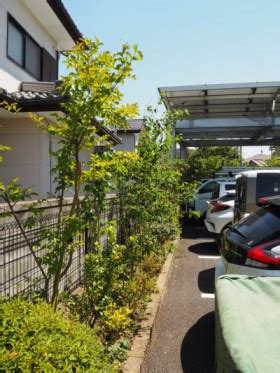 狭い植栽枡のリ・ガーデン 熊谷市 H社 - 雑木の庭、庭づくり、水はけ改善、環境改善、お庭に関する ことなら中央園芸