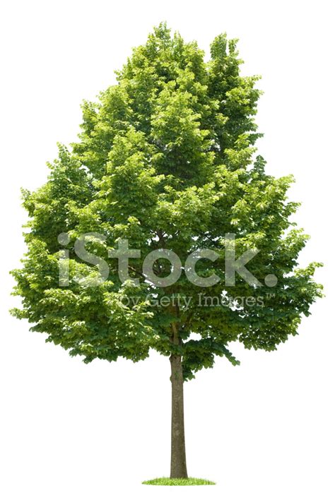 Green Tree On White Background Stock Photo Royalty Free Freeimages