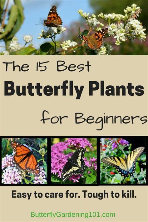 Best Butterfly Plants For Beginners ~ In 2020