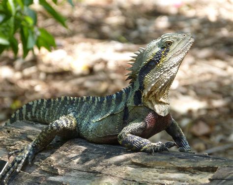 Wasserdracheeastern Water Dragon Physignathus Lesueurii Australien