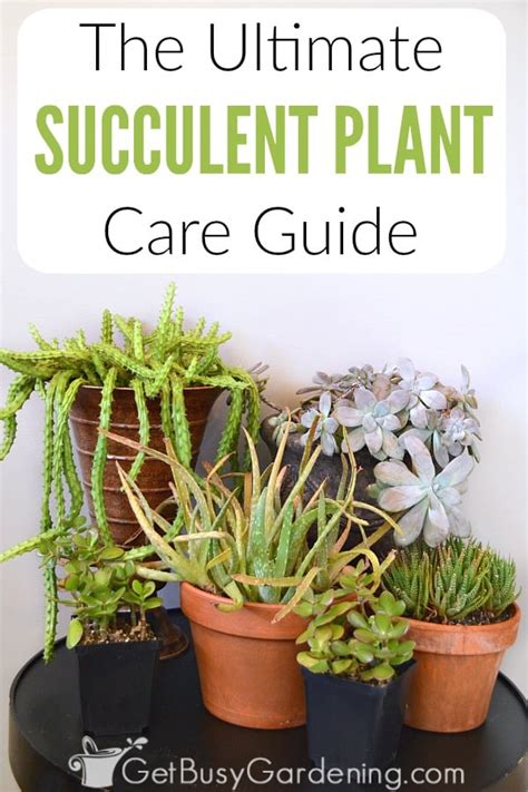 How often should you water your jade plant? How To Take Care Of Succulent Plants (The Complete Care Guide)