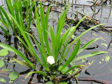 Water Soldiers 1 25 Oxygenating Pond Water Plants Floating Pond
