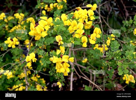 Coronilla Coronata Scorpion Vetch Deep Yellow Pea Like Flowers And
