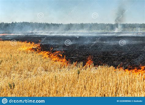 Wildfire On Wheat Field Stubble After Harvesting Near Forest Burning