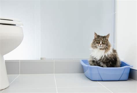 How To Treat Diarrhea In Cats