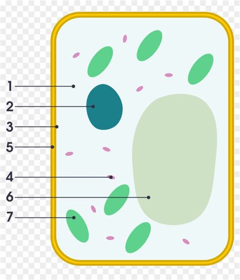 Grade 9 Plant Cell Diagram Simple Joicefglopes
