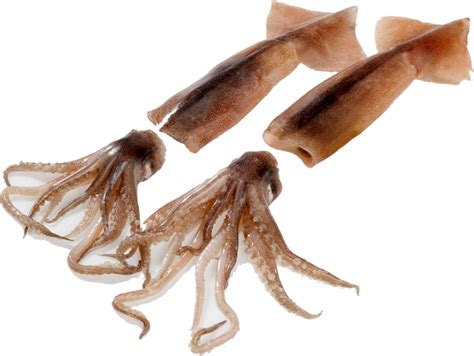 Frozen Illex Squid Whole Round Whole Cleaned Tube Wholesale