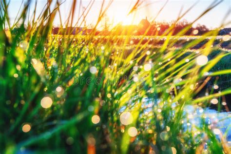 Grass Fresh Green Spring With Dew Drops Closeup Sun Sof Stock Photo