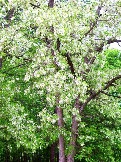 Trees virginia, virginia cooperative extension, vdof and partners came together to make the annual waynesboro tree workshop happen virtually. Flowering Tree - Buckingham County, VA | flowering tree in ...