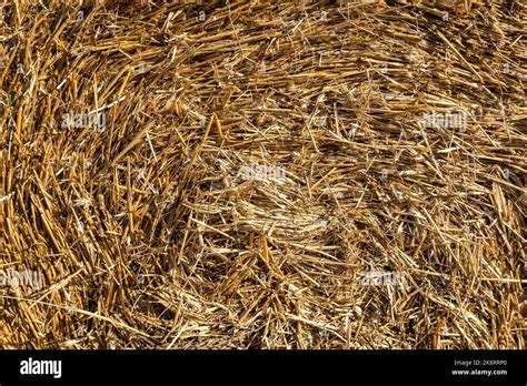 Texture Of The Stack Of Hay Hay Bales Dry Yellow Straw Close Up