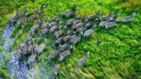 Wallpaper Landscape Animals Nature Grass Wildlife Hdr Jungle
