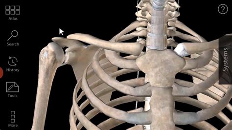 Anatomy Of The Clavicle Bone 2 Youtube