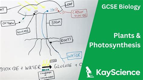 Photosynthesis Gcse Biology Kayscience Com Youtube