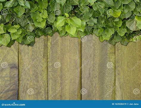 Wood Texture Background Ivy Stock Image Image Of Natural Material