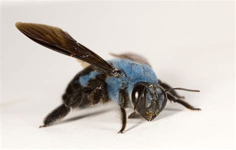 Bees Dont Just Come In Yellow Heres A Blue Carpenter Bee Imgur