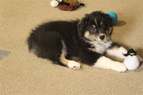 Available puppies, are akc and asca eligible. Miniature Australian Shepherd Puppies For Sale | Hampton, GA #291883