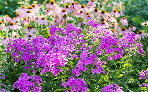 Border Gardening How To Plant A Herbaceous Perennial Border David