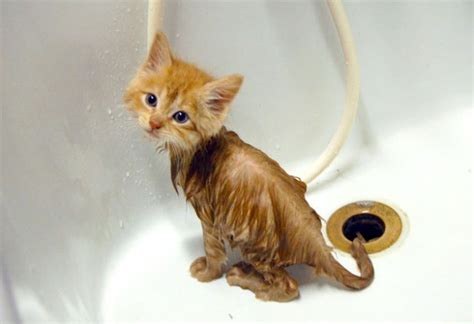 This Kitten Is Aahhdorable How To Bathe My Kitten Step By Step Wash