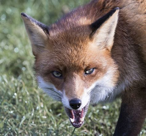 Pregnant North Carolina Mom Fights Off Rabid Fox With 6 Year Old Sons