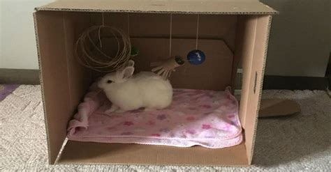 How to keep your rabbits from getting bored. Ideas for free DIY cardboard box toys for your rabbit ...