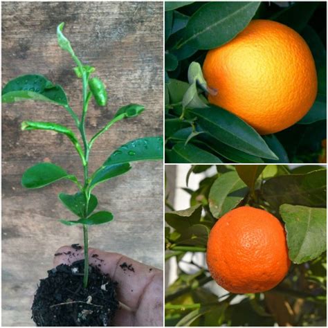 Mandarin Orange Tree 1 Tall Or More Tangerine Mandarin Etsy