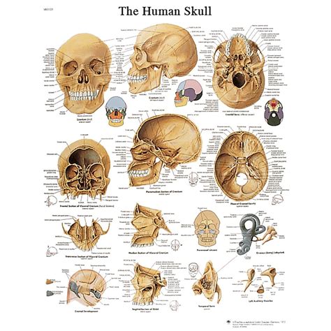 Human Skull Anatomical Chart Clinical Charts And Supplies