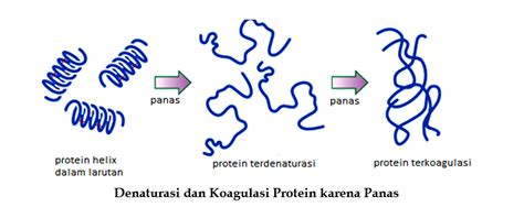 Apa Itu Protein Fungsional Contoh Protein Fungsional Dan Protein My