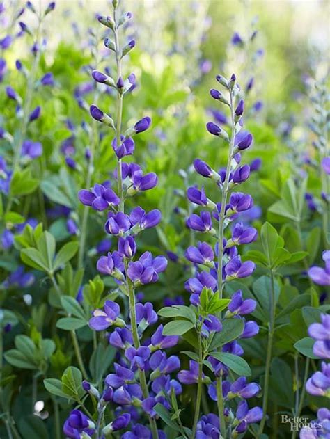 15 Of The Most Underused Perennials For Your Garden