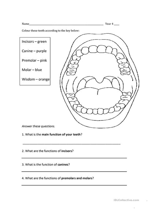 Teeth Incisor Canine Premolar Molar Function