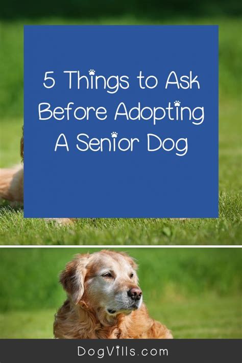 5 Things To Ask Before Adopting A Senior Dog Senior Dog Dog Adoption