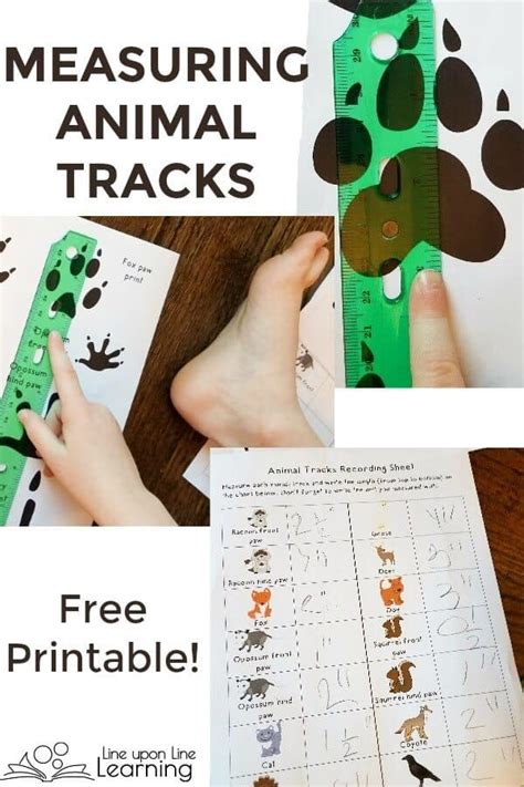 The diet of mammals is varied too: Animal Tracks Measuring Activity Free Printable | Animal ...