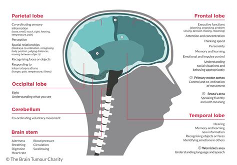 Cognitive Difficulties The Brain Tumour Charity