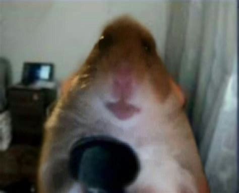 Create Meme Stepan Hamster Died Hamster Meme 2019 Animal